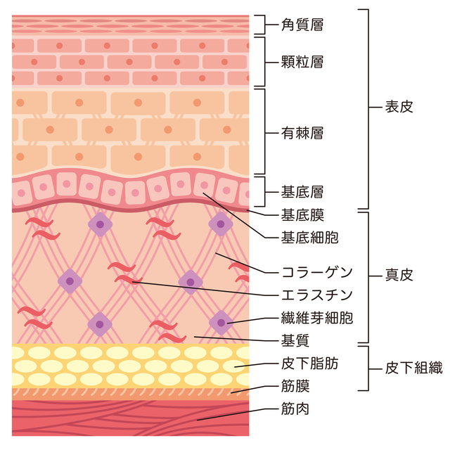 皮膚の構造