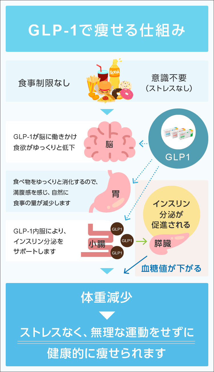 GLP-1で痩せる仕組み