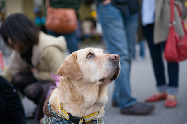 補助犬は同伴することができます